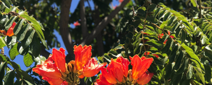 BQ SD Individual Programs (28)